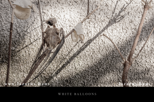 white balloons